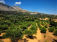 Olives1.jpg