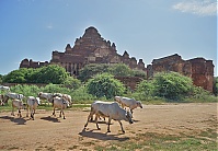 1114_Burma_Bagan_ji.jpg